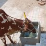 Ram Soni profil fotoğrafı
