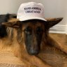Klaus_Wulf's profile picture