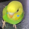 おとろし(削除済み) profil fotoğrafı