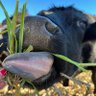 Profilbild von Farmer Dan