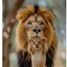 oeuvredel profil fotoğrafı