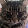 Tofik11's profile picture