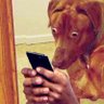 Profilbild von ✨Chien_A_Pile🔋