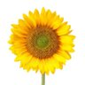 Sunflower Days profil fotoğrafı