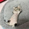 Prudence Deare's profile picture