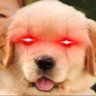 canino's profile picture