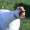 Profilbild von GreasyGoose