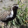 Leleākūhonua profil fotoğrafı