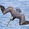 Фото профиля Stealth Pelican