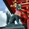 なコンキツネに🦊JOJO🇯🇵た国士く's profile picture