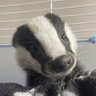 Pat Badger profil fotoğrafı