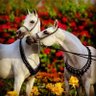 أبو صطيف 2 profil fotoğrafı