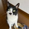 ぶっちゃん profil fotoğrafı