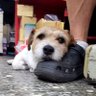 黃福彬's profile picture