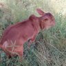 Profilbild von SYLVESTER MUSHDEZY