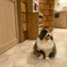 ねこねこね 的头像