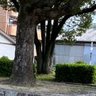 ものぐさ 的头像