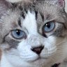 デル🐾ネコ 的头像