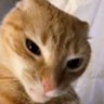 Vibecheckk__'s profile picture