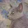 じゃれーど profil fotoğrafı