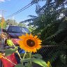 Kris Maon🇺🇸☀️🌻 的头像