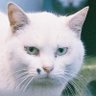猫の白吉 的头像