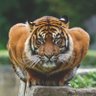 TheBengalTiger 的头像