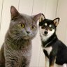 Фото профиля ブリショむぅー&柴犬もも