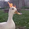 orbit's profile picture