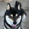 くろしば profil fotoğrafı