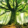 Árbol 的头像