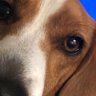 Beagle_Eye's profile picture