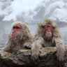 Macro Monkey's profile picture