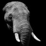 MelonTusk's profile picture