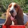 VillageMutt's profile picture