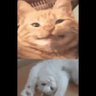 Buuu Nii profil fotoğrafı