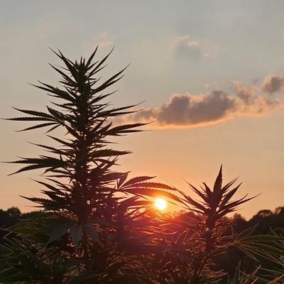 Grayway75's profile picture