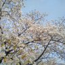 Profilbild von ラクダ