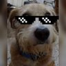 Фото профиля TibuD🐶gC😺t ® X