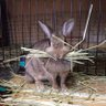 Фото профиля ウサキのミミコ