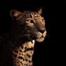 Fahda🐆 profil fotoğrafı