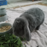 pattherabbit's profile picture