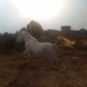 Ahmed Mohsin(احمدالسوداني) 的头像