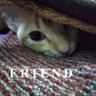 Pet Cat's profile picture