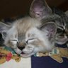 ねこのここねこ's profile picture