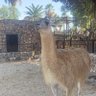 Lama heureux's profile picture