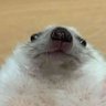Sandor 🦔's profile picture