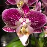 Orchid 🇺🇦🇷🇴's profile picture