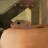 ヨナさん（生物垢）'s profile picture