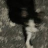 ゆめ 的头像